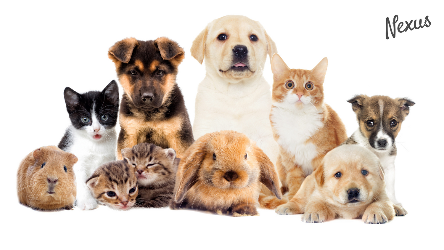 The New Era of Pet Wellness Is Here