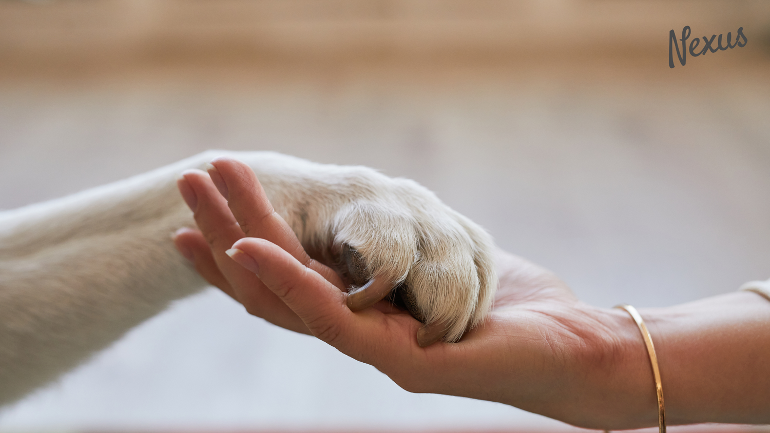 How to Keep Your Pet Happy While You are Away