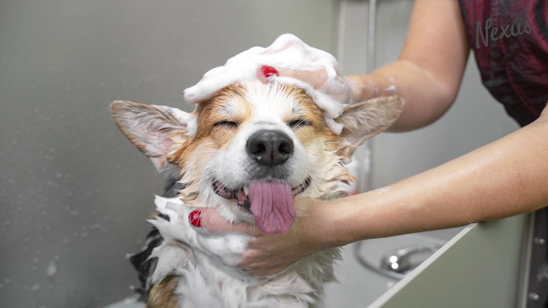 The Way You Should Take Care of Your Pets